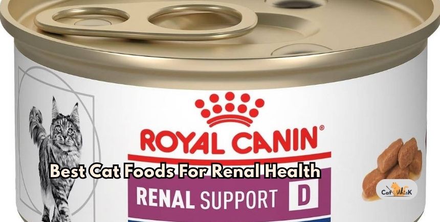 best cat foods for renal health