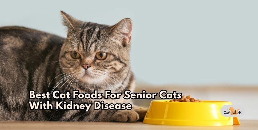 best cat foods for senior cats with kidney disease