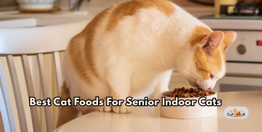 best cat foods for senior indoor cats