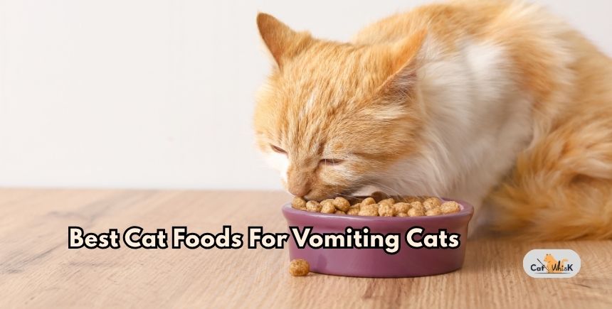best cat foods for vomiting cats