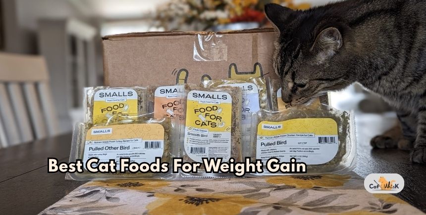 best cat foods for weight gain