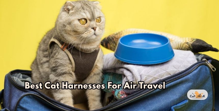best cat harnesses for air travel