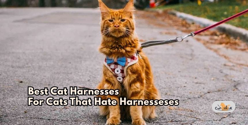 best cat harnesses for cats that hate harnesseses