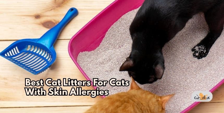 best cat litters for cats with skin allergies