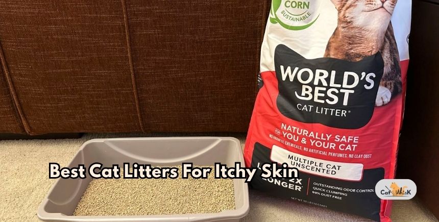 best cat litters for itchy skin