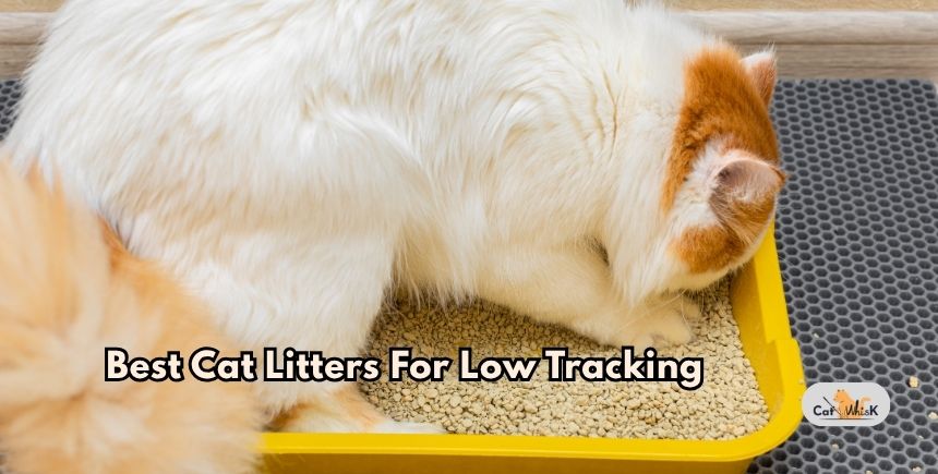 best cat litters for low tracking