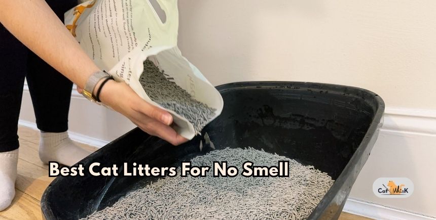 best cat litters for no smell
