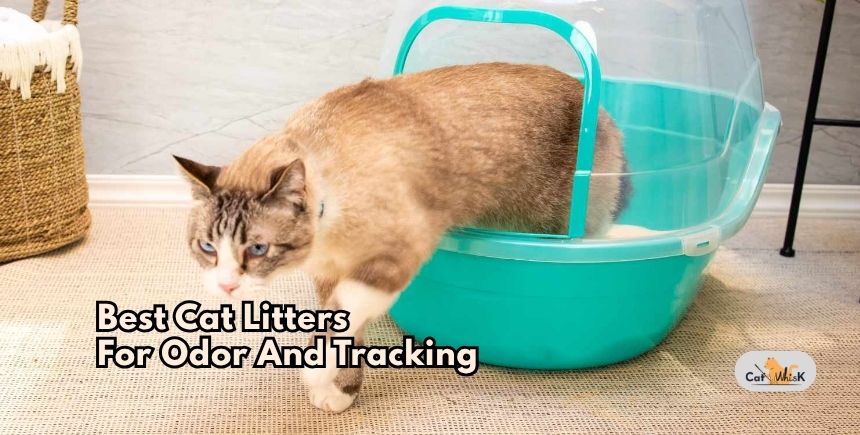 best cat litters for odor and tracking
