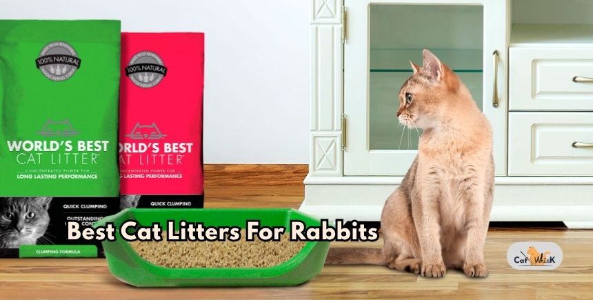 best cat litters for rabbits