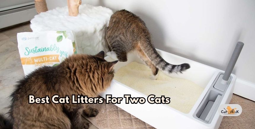 best cat litters for two cats