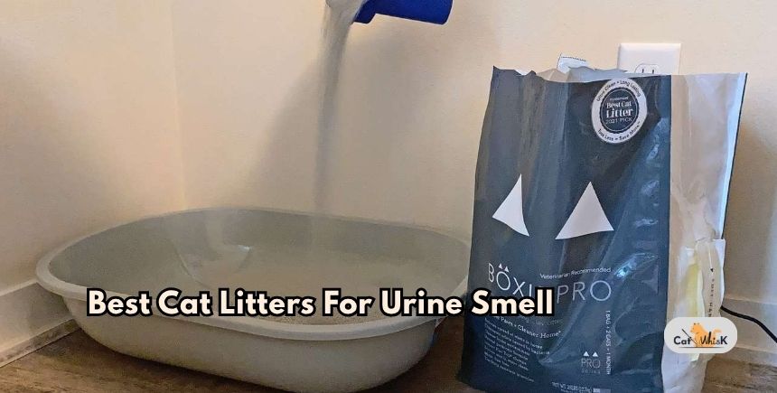 best cat litters for urine smell
