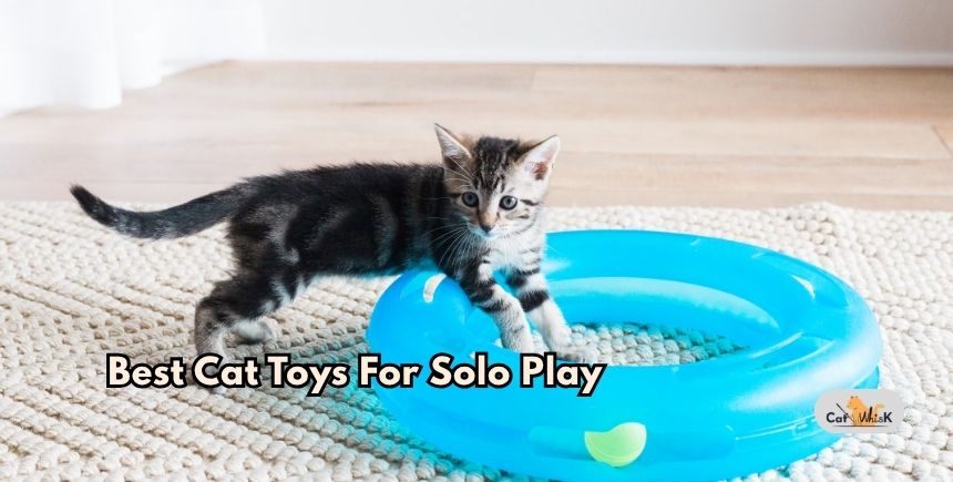 best cat toys for solo play