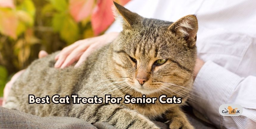 best cat treats for senior cats