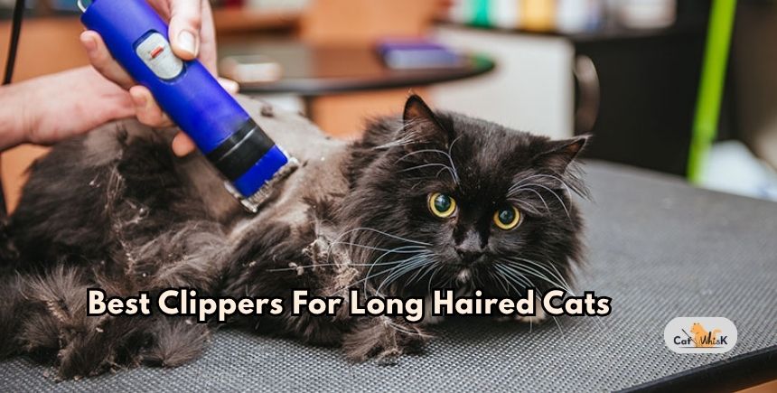 best clippers for long haired cats