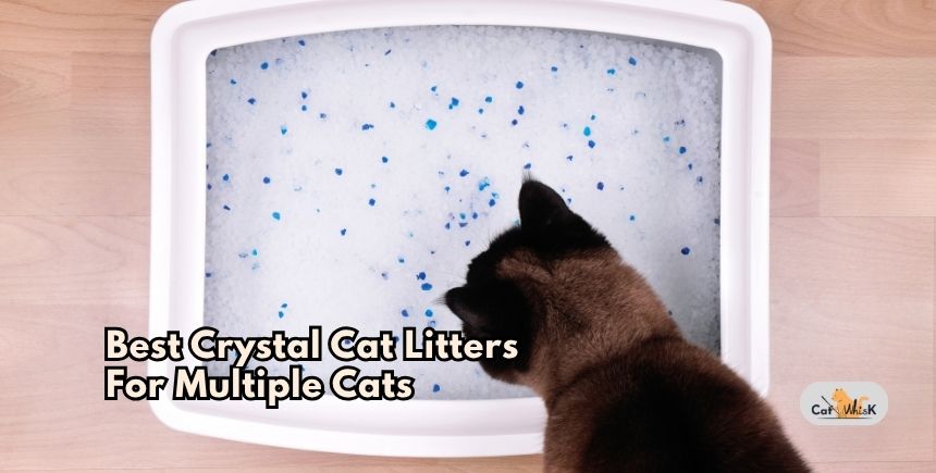 best crystal cat litters for multiple cats