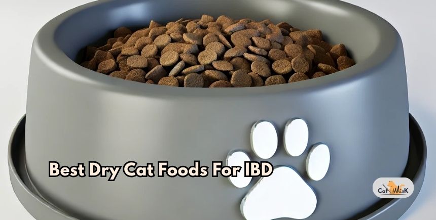 best dry cat foods for ibd
