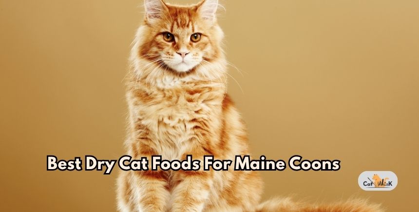 best dry cat foods for maine coons