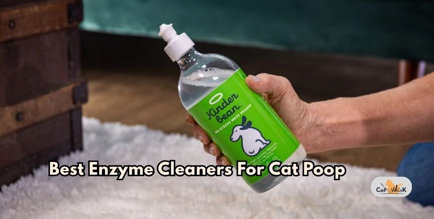 best enzyme cleaners for cat poop