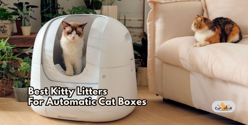 best kitty litters for automatic cat boxes