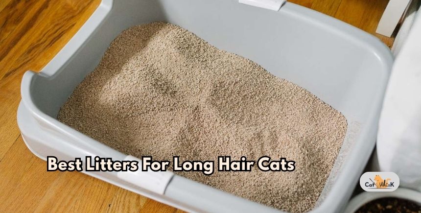best litters for long hair cats
