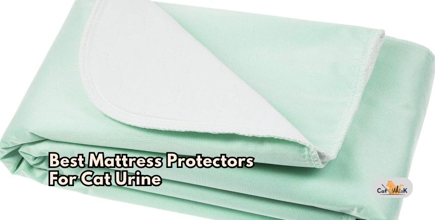 best mattress protectors for cat urine