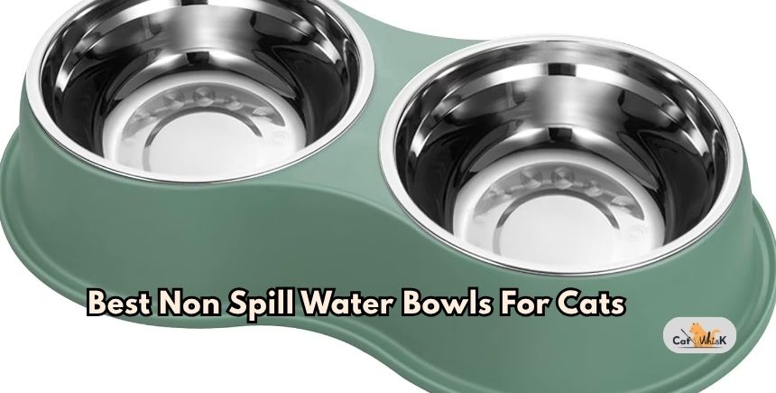 best non spill water bowls for cats
