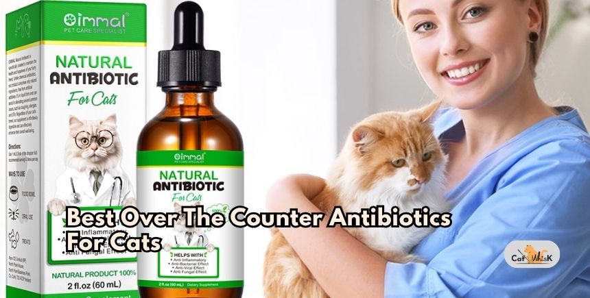 best over the counter antibiotics for cats