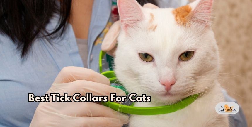 best tick collars for cats