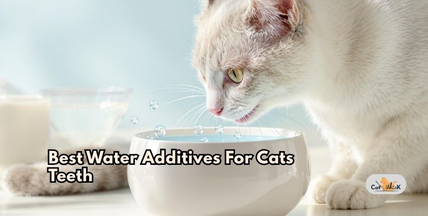 best water additives for cats teeth