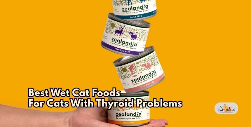 best wet cat foods for cats with thyroid problems