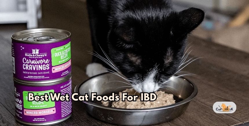 best wet cat foods for ibd