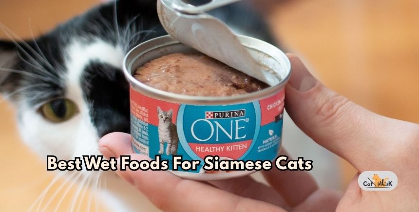best wet foods for siamese cats